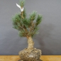 Preview: Pinus sylvestris Silberkiefer